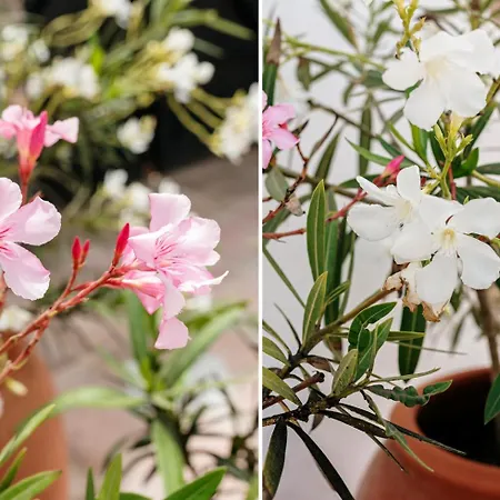 בית נופש Casa Arboles - Lanzarote טגיסי