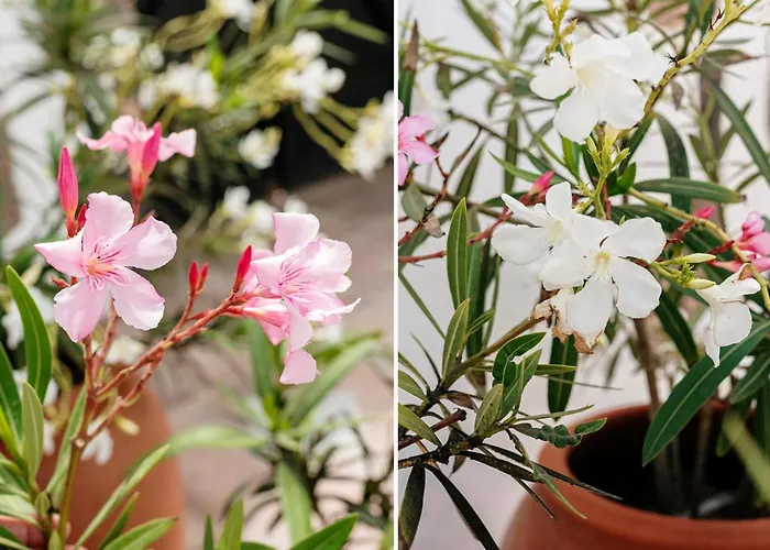 Сasa de vacaciones Casa árboles - Lanzarote Teguise (Lanzarote)