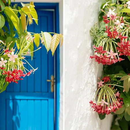 Casa árboles - Lanzarote